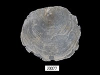 藏品(雲母蛤)的圖片